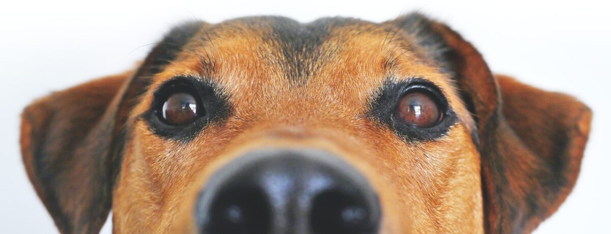 Bloesem Voorstellen Mew Mew Glucosamine Hond, lees de ervaringen van andere klanten!