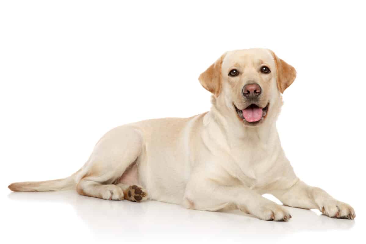 Labrador retriever